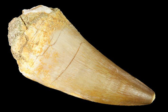 Large, Mosasaur (Prognathodon) Tooth #163709